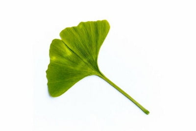 Matinata ingredient Ginkgo Biloba