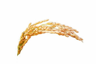 Matinata ingredient rice bran