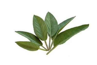 Matinata ingredient sage