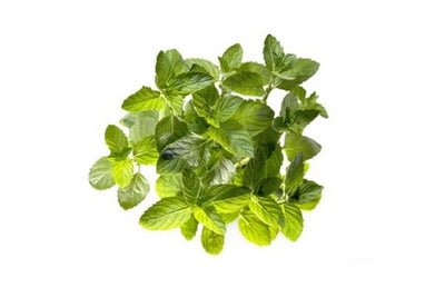 Matinata ingredient spearmint