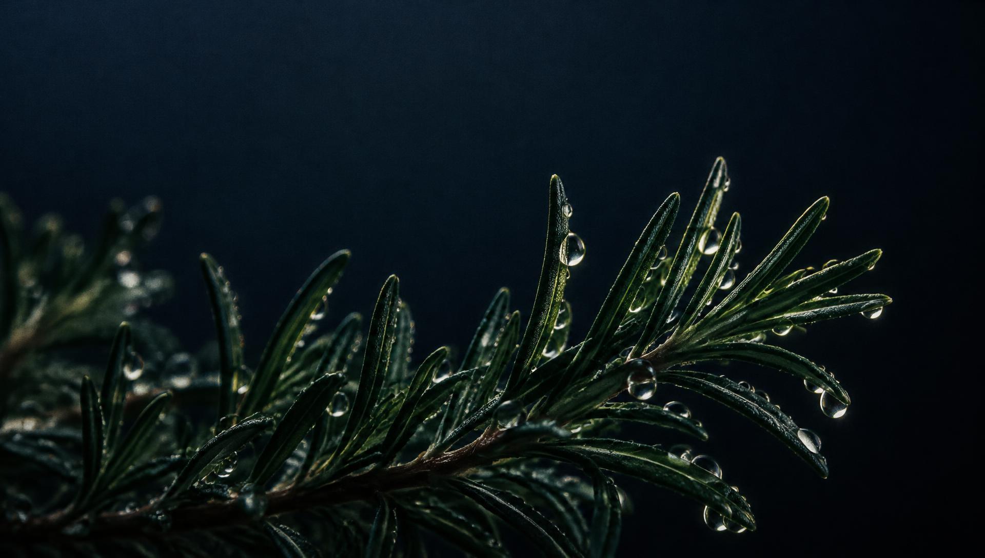 Rosemary leaves with sharply defined water droplets in directional light